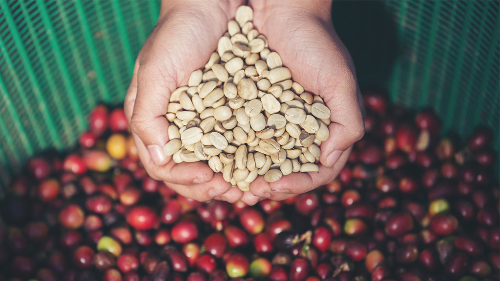 La Colombie parmi les grands producteurs de café