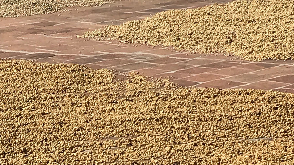 Rien n’empêchera le Salvador de produire un café d’exception